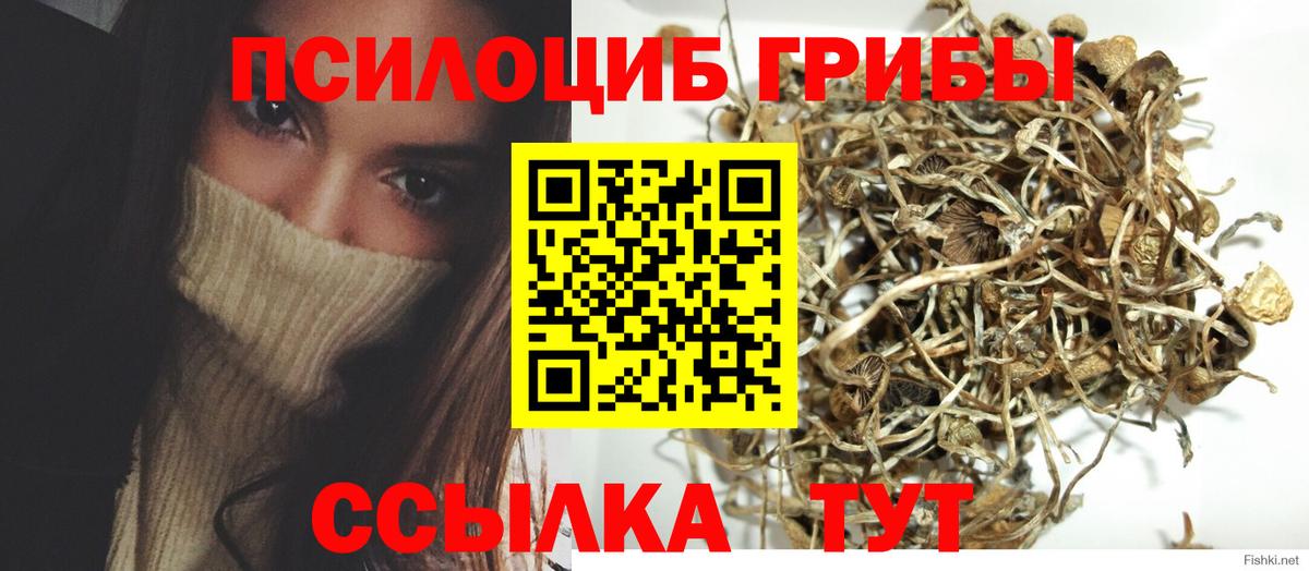 Псилоцибиновые грибы Cubensis Кинель